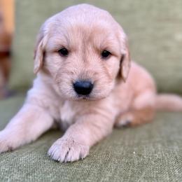Telluride- light blue collar - Golden male Golden Retriever puppy in Colorado Springs, Colorado from Mercy Mountain Bernedoodles