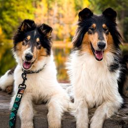 Collie Puppies from Meissa Collies