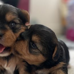 Yorkshire Terriers from Yorkie love