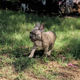 Champagne - Blue fawn French Bulldog puppy in Mesquite, Texas from G & K Frenchies LLC