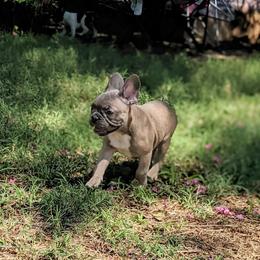 Champagne - Blue fawn French Bulldog puppy in Mesquite, Texas from G & K Frenchies LLC
