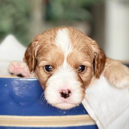 Yellow - Apricot male Cavapoo puppy in Coal City, Indiana from Wednesday & Co