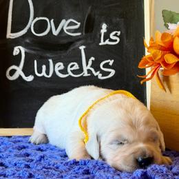 Dove - Light golden female Golden Retriever puppy in Doniphan, Missouri from Stockford’s Golden Retrievers