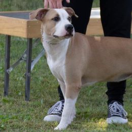 American Staffordshire Terriers from Sunset Kennel