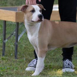 American Staffordshire Terriers from Sunset Kennel