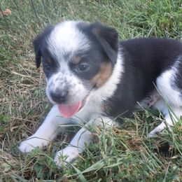 Virgil - Black and white male Companion Cross puppy in Vichy, Missouri from MX Kennel - Central MO