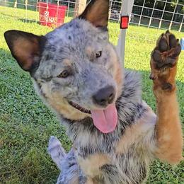 Yoshi (Han Solo) - Blue mottled male Australian Cattle Dog puppy in Fairmont, West Virginia from Jedda ACDs