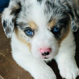 Tiger - Blue merle and white male American Corgi puppy in Saucier, Mississippi from Southern Tastes American Corgis