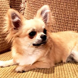 Chihuahua Puppies from Violeta's Royal Chihuahua