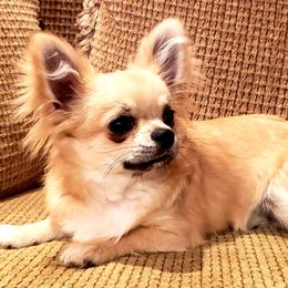 Chihuahua Puppies from Violeta's Royal Chihuahua