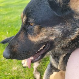 German Shepherd All Grown Up from Furshizzle Farm LLC