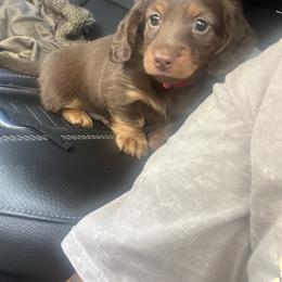Dachshund and French Bulldog Puppies from Trust Fund Devil Kennel