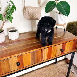 Pearl - Black female Poodle puppy in Quakertown, Pennsylvania from Miniature Poodle Stud and Pups