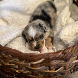 Miniature Australian Shepherd and Toy Australian Shepherd Puppies from Columbia Coast Toy & Mini Aussies
