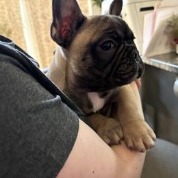 Bastien (Bass) - Fawn and white male French Bulldog puppy in Alabama from Rathbone Bulldogs
