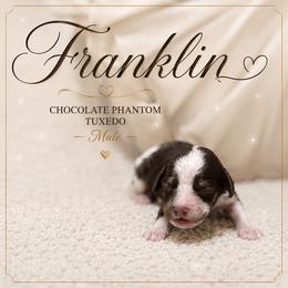 Franklin - Tri-color male Australian Labradoodle puppy in Taylor, Michigan from Mi Best Doodle Ever, LLC