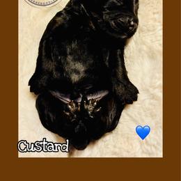 Custard - Phantom male Bernedoodle puppy in Belleville, Michigan from Moose Tracks Bernedoodles