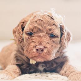 Lola - Red  female Goldendoodle puppy in Lima, Ohio from Hommel’s Mini Darling Doodles