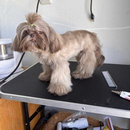 Sofia - Shih Tzu