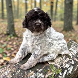 Dakota - Brown roan female Lagotto Romagnolo puppy in Seymour, Missouri from Terra Incognita