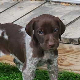 German Shorthaired Pointers from Pure Keller Pups
