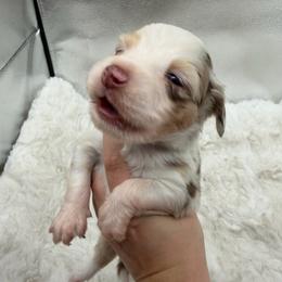 Blossom - Red merle female Miniature Australian Shepherd puppy in Greenville, Ohio from Arnold’s Aussies