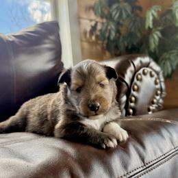 Shetland Sheepdog Puppies from Lexy's Shetland Sheepdogs