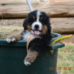 "Oscar     Male   7 wks" Bernese Mountain Dog Puppies from Wilderness Way Berners