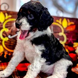 Pippin - Black and white female Aussiedoodle puppy in Orange Cove, California from Sand Creek Ranch Aussiedoodles