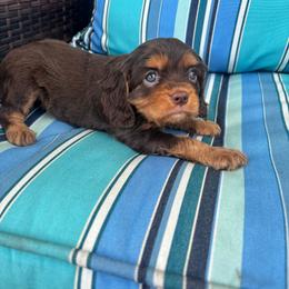 Simon - Chocolate male Cavalier King Charles Spaniel puppy in Avalon Beach, Florida from Cavaliers of Avalon