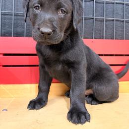 Black Female 1 - Black female Labrador Retriever puppy in Randolph, Ohio from The Lab Clan
