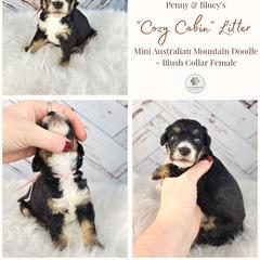 North - female Australian Mountain Doodle puppy in Grand Rapids, Michigan from The Kindred K9