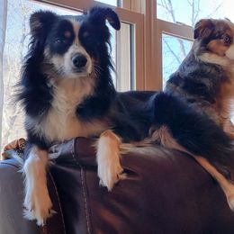 Dayday - Miniature Australian Shepherd