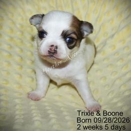 SOW boy - Sable spotted white male Chihuahua puppy in Linden, Kentucky from Warfenburg