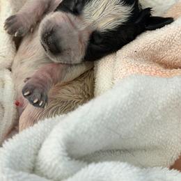 Brown roan male 2 - Liver roan male German Shorthaired Pointer puppy in Williston, Vermont from Onyx Retrievers