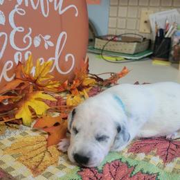 Lolipop - White and black female Dalmatian puppy in Grant, Michigan from Savannah Woltanski