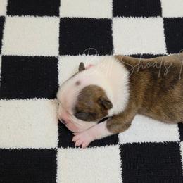 Crash - Brindle and white male Boston Terrier puppy in Lead Hill, Arkansas from Bull Shoals Bostons