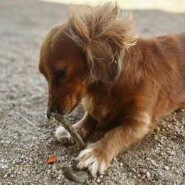 Dachshund All Grown Up from Short Stack Miniature Dachshunds