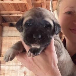 Male 6 - Fawn male Anatolian Shepherd Dog puppy in Daggett, Michigan from T&S Anatolians