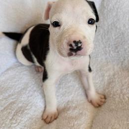Bruno - Black male American Pit Bull Terrier puppy in Frederick, Maryland from •Wyngate Pits•