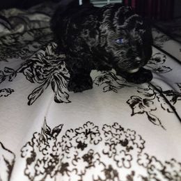 Pekingese and Poodle Puppies from Polk County Peekapoos