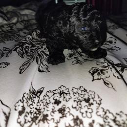 Pekingese and Poodle Puppies from Polk County Peekapoos