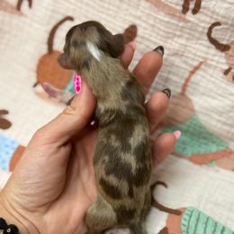Doc AKC - Dapple male Dachshund puppy in Oklahoma City, Oklahoma from Barrett’s Doxie Farm