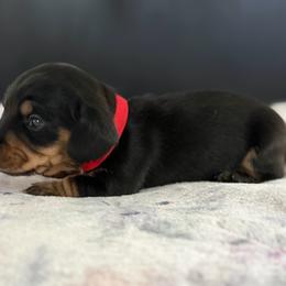 AKC Half Russian Red Collar Male - Black and tan male Dachshund puppy in Calera, Alabama from Southern Sky Dachshunds