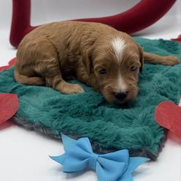 Purdey - Red female Cavapoo puppy in Central, Arizona from Desert Valley Doodles