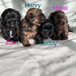Shih Tzu Puppies from Butterfly Shih Tzu Pups