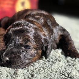 Moana - Black white and tan female Cockapoo puppy in Indiahoma, Oklahoma from Phamily Doodles