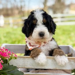Colin - Boy 2 - Tri-color male Bernedoodle puppy in Bellville, Ohio from Bernedoodle Buddies