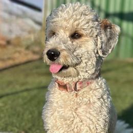 CRF Buttercup - Bernedoodle