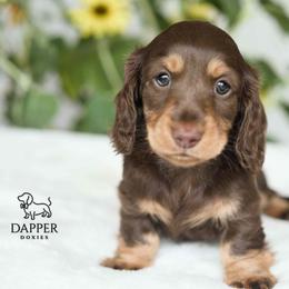 Typhoon - Chocolate and tan male Dachshund puppy in Brooksville, Florida from Dapper Doxies
